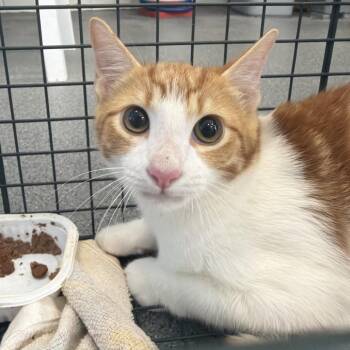 Freddy -  Domestic Short Hair Cat for Adoption in Montgomery, Alabama - Freddy | PetCurious