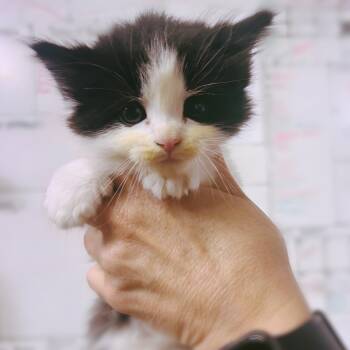 Rescue Domestic Medium Hair Cats for Adoption in Evensville, Tennessee - Bowtie | PetCurious