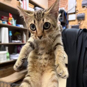 Augie -  Domestic Short Hair Cat for Adoption in Birmingham, Alabama - Augie | PetCurious
