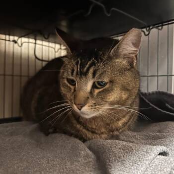 Domestic Short Hair Cats Available for Adoption - HARRIS | PetCurious