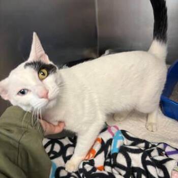 Rescue Domestic Short Hair Cats for Adoption in Little Falls, Minnesota - Lestat | PetCurious