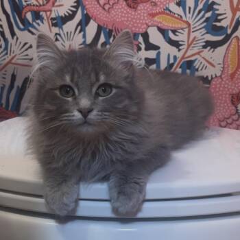 Murky -  Domestic Long Hair Cat for Adoption in Salt Lake City, Utah - Murky | PetCurious