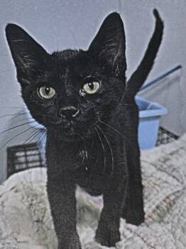 Rescue Domestic Short Hair Cats for Adoption in Fort Madison, Iowa - Rift | PetCurious