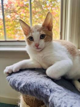 GoT:  Tyrion Lannister -  Extra Toes Cat Hemingway Polydactyl and Tabby Cat for Adoption - GoT:  Tyrion Lannister | PetCurious