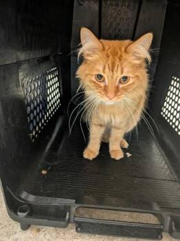 Curry -  Domestic Short Hair Cat for Adoption in Cincinnati, Ohio - Curry | PetCurious
