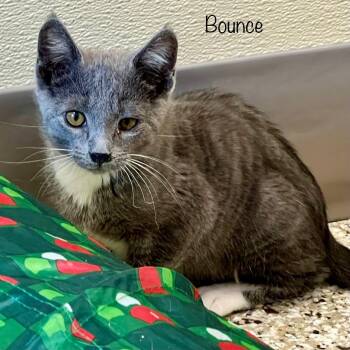 Bounce -  Domestic Medium Hair Cat for Adoption in Madisonville, Tennessee - Bounce | PetCurious