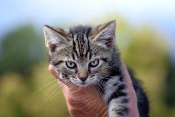 Rescue Tabby Cats for Adoption in Monticello, Minnesota - Lillith | PetCurious