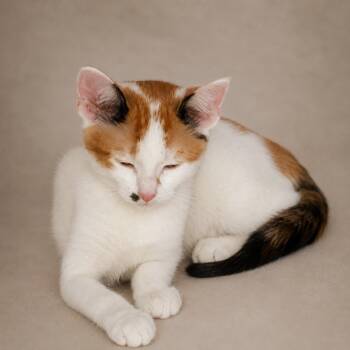 Melody -  Calico Cat for Adoption in Pineville, Louisiana - Melody | PetCurious