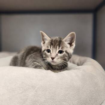 Domestic Short Hair Cats Available for Adoption in North Battleford, Saskatchewan - Dust Bunny | PetCurious