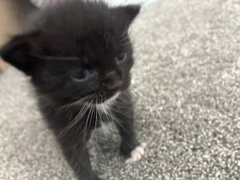 McGriddle -  Domestic Short Hair Cat for Adoption in Fruit Heights, Utah - McGriddle | PetCurious