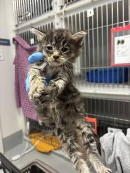 Rowan 576-26 -  Domestic Short Hair Cat for Adoption in Cumming, Georgia - Rowan 576-26 | PetCurious