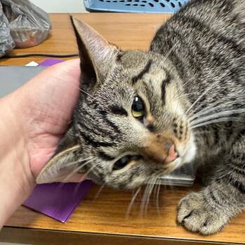 Ophelia -  Domestic Short Hair Cat for Adoption in Peoria, Illinois - Ophelia | PetCurious