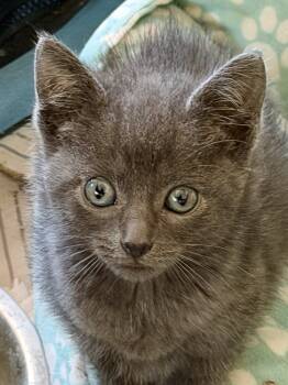 Rescue Domestic Short Hair Cats for Adoption in Chicago, Illinois - Troy Bonded Pair With Paris | PetCurious