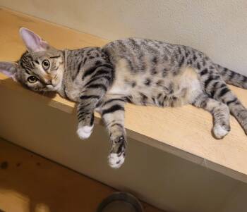 Domestic Short Hair Cats Available for Adoption - Faith | PetCurious