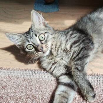 Bubbles (Bashful Buddy) -  Domestic Medium Hair and Domestic Short Hair Cat for Adoption in Wheaton, Illinois - Bubbles (Bashful Buddy) | PetCurious