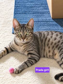Prada - Sweet and affectionate -  Domestic Short Hair Cat for Adoption in Muskego, Wisconsin - Prada - Sweet And Affectionate | PetCurious