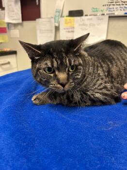 Rescue Domestic Short Hair Cats for Adoption in Fall River, Massachusetts - Ferrari | PetCurious