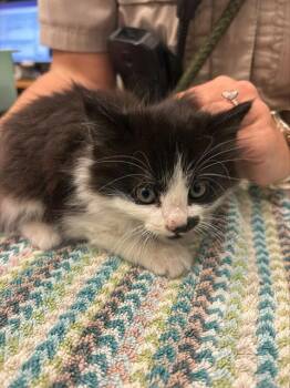 Domestic Medium Hair Cats Available for Adoption - GREEN | PetCurious