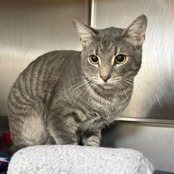 Yin -  Domestic Short Hair Cat for Adoption in Shinnston, West Virginia - Yin | PetCurious