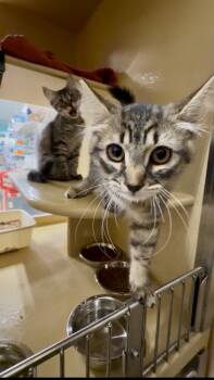 Flynn & Quinn -  Domestic Long Hair Cat for Adoption in Worcester, Massachusetts - Flynn & Quinn | PetCurious