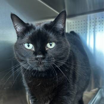 Beans -  Domestic Short Hair Cat for Adoption in Asheville, North Carolina - Beans | PetCurious