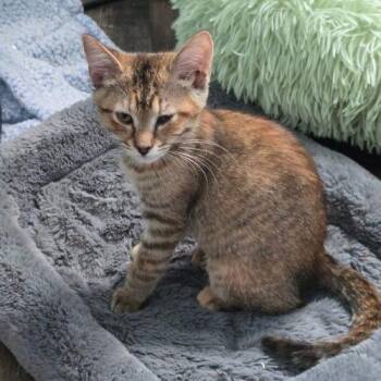 Urchin -  Torbie and Domestic Short Hair Cat for Adoption in Knoxville, Tennessee - Urchin | PetCurious