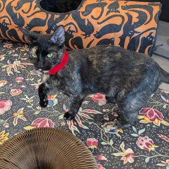 Sasha 3 -  Domestic Short Hair Cat for Adoption in Tampa, Florida - Sasha 3 | PetCurious