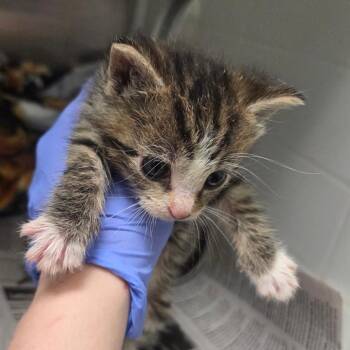 Rose -  Domestic Short Hair Cat for Adoption in Chattanooga, Tennessee - Rose | PetCurious
