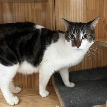 Domestic Short Hair Cats Available for Adoption - Phoenix | PetCurious