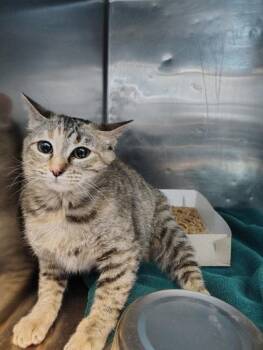 Domestic Short Hair Cats Available for Adoption - 60664355 | PetCurious