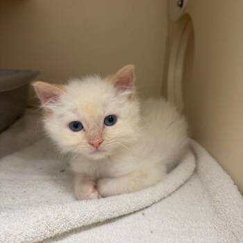 Daemon Targaryen -  Siamese Cat for Adoption in Bradenton, Florida - Daemon Targaryen | PetCurious