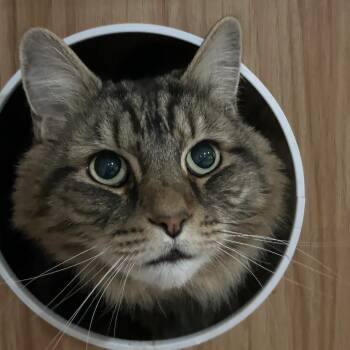 Jaggy -  Domestic Medium Hair Cat for Adoption in Nashville, Tennessee - Jaggy | PetCurious