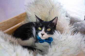 Rescue Tuxedo Cats for Adoption in Pasadena, Texas - James Born With A Tuxedo And Gala Ready! | PetCurious