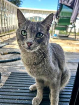 American Shorthair Cats Available for Adoption in Laguna Woods, California - Luna | PetCurious