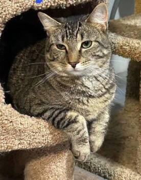 Jersey -  Domestic Short Hair Cat for Adoption in Hazlet, New Jersey - Jersey | PetCurious