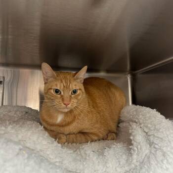 Domestic Short Hair Cats Available for Adoption in Goleta, California - Simba | PetCurious