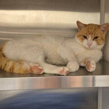 Domestic Medium Hair Cats Available for Adoption - Tanger | PetCurious