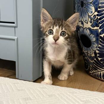 Carpet (Rosie) -  Domestic Short Hair Cat for Adoption in San Antonio, Texas - Carpet (Rosie) | PetCurious