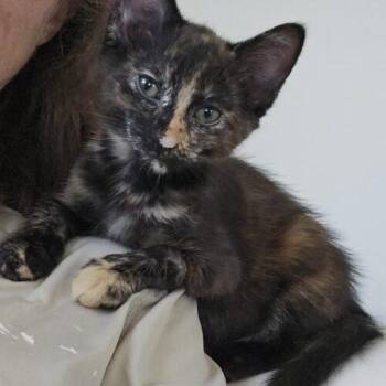 Frenchie -  Domestic Short Hair Cat for Adoption in Tampa, Florida - Frenchie | PetCurious