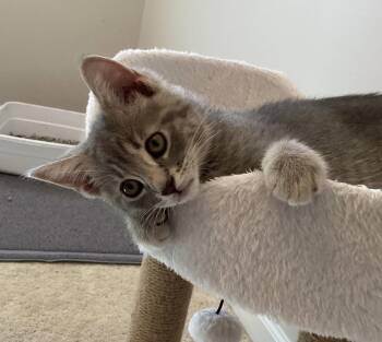 Fresca -  Domestic Short Hair and Tabby Cat for Adoption in Dublin, Ohio - Fresca | PetCurious