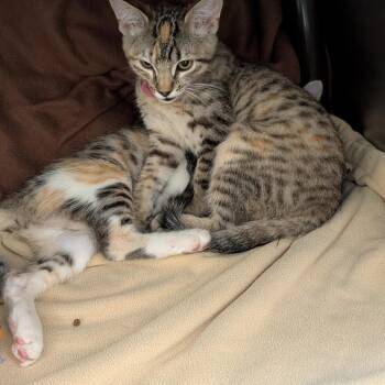 Domestic Short Hair Cats Available for Adoption - Louise | PetCurious