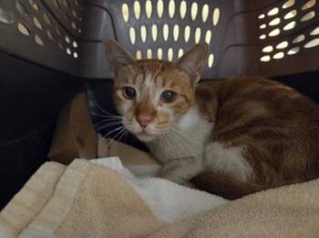 CF14) Oahu Used Auto Parts & Recycling -  Domestic Short Hair Cat for Adoption in Honolulu, Hawaii - CF14) Oahu Used Auto Parts & Recycling | PetCurious