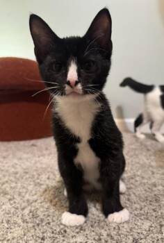 Mortimer - SR -  Domestic Short Hair Cat for Adoption in Greenville, South Carolina - Mortimer - SR | PetCurious