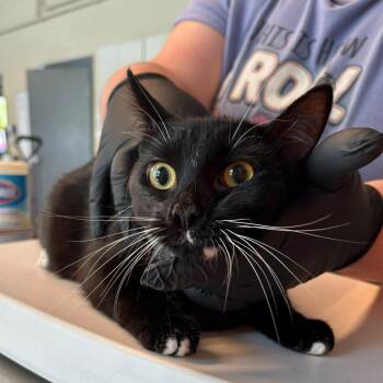 Domestic Short Hair Cats Available for Adoption in Huntington, West Virginia - Maze | PetCurious