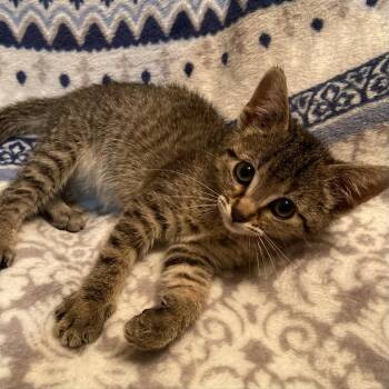 Rescue Domestic Short Hair Cats for Adoption in Fairway, Kansas - Blossom | PetCurious