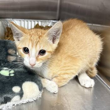 Domestic Short Hair Cats Available for Adoption - Ginny | PetCurious