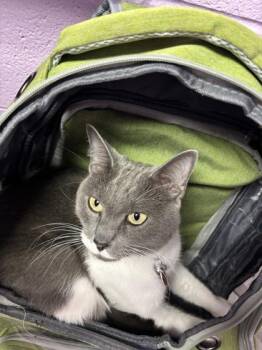 Loki -  Domestic Short Hair Cat for Adoption in El Paso, Texas - Loki | PetCurious