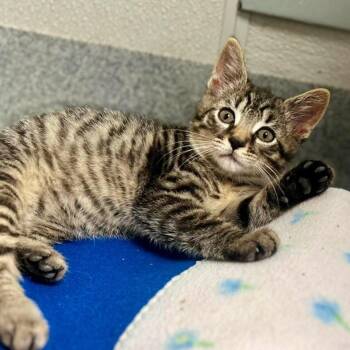 Fender -  Tabby Cat for Adoption in New Philadelphia, Ohio - Fender | PetCurious