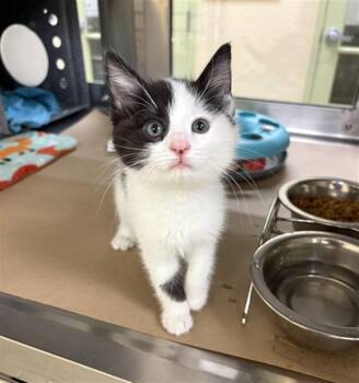 MABEL -  Domestic Short Hair Cat for Adoption in Fort Myers, Florida - MABEL | PetCurious