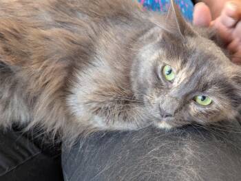 Domestic Medium Hair Cats Available for Adoption in Fountain Valley, California - Princess | PetCurious